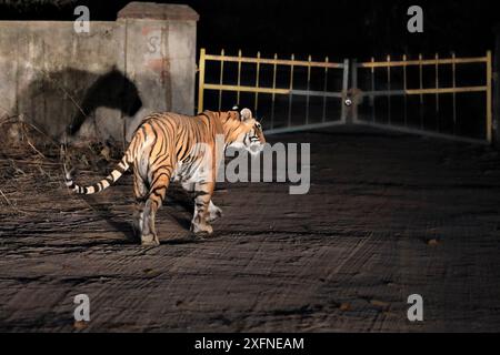 Bengalischer Tiger (Panthera tigris) Tigerin Noor Geruch markiert außerhalb des Parks, Ranthambhore, Indien Stockfoto