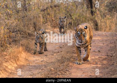 Bengalischer Tiger (Panthera tigris) Tigerin Noor mit Jungen, Ranthambhore, Indien Stockfoto