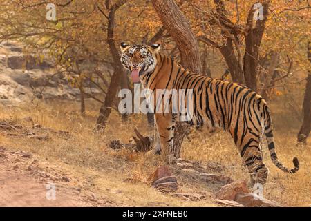 Bengalischer Tiger (Panthera tigris) Tigerin „Arrowhead“ duftend, Ranthambhore, Indien Stockfoto