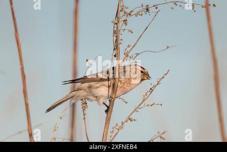 Arktische Rotpoll (Carduelis hornemanni), erwachsener männlicher Hochsitz, Finnland, Januar. Stockfoto