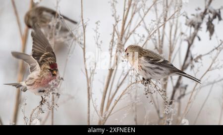 Arktische Rotpoll (Carduelis hornemanni) mit gewöhnlichen Rotpolstern (Carduelis flammea) in einem frostigen Baum, Finnland, Januar. Stockfoto