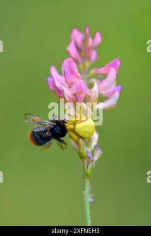 Goldrotkrabbenspinne (Misumena vatia) mit Beute, die eine Hummel (Bombus sp) auf der gewöhnlichen Esparsfoinsblume (Onobrychis viciifolia) fängt, Ottange, Lothringen, Frankreich, juni Stockfoto