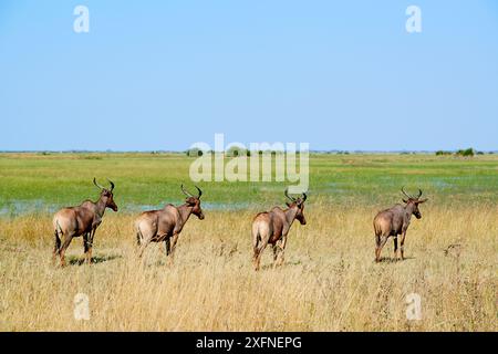 Vier Topi/Wasserbüffeln Antilope (Damaliscus lunatus) Portrait. Duba Plains Konzession, Okavango Delta, Botswana, Südafrika Stockfoto