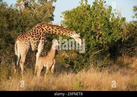 Giraffe weibliche und Kalb (Giraffa Camelopardalis angolensis). Moremi National Park, Okavango Delta, Botswana, Südafrika Stockfoto