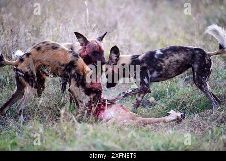 Afrikanische Wildhunde (Lycaon pictus) Fütterung auf Impala (Aepyceros melampus). Moremi National Park, Okavango Delta, Botswana, Südafrika Stockfoto