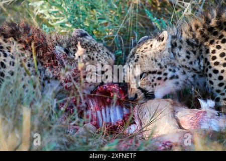 Zwei männliche Geparden (Acinonyx jubatus) Fütterung auf Impala (Aepyceros melampus). Moremi National Park, Okavango Delta, Botswana, Südafrika Stockfoto