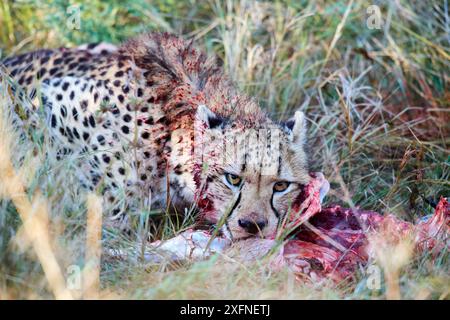 Männliche Geparden (Acinonyx jubatus) Fütterung auf Impala (Aepyceros melampus). Moremi National Park, Okavango Delta, Botswana, Südafrika Stockfoto