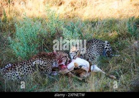 Zwei männliche Geparden (Acinonyx jubatus) Fütterung auf Impala (Aepyceros melampus). Moremi National Park, Okavango Delta, Botswana, Südafrika Stockfoto