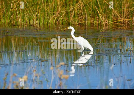 Silberreiher fliegen (Ardea alba), den Fang von Fischen im Sumpf, Moremi National Park, Okavango Delta, Botswana, Südafrika Stockfoto