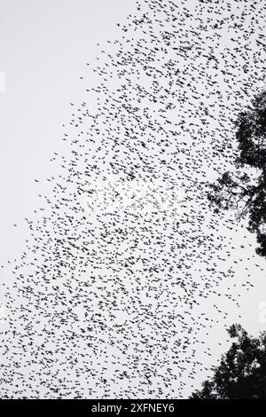 Die Masse der Faltenlippenfledermäuse (Chaerephon plicatus), die in der Abenddämmerung aus der Hirschhöhle fliegen. Nationalpark Gunung Mulu, UNESCO-Weltkulturerbe, malaysisches Borneo. Stockfoto