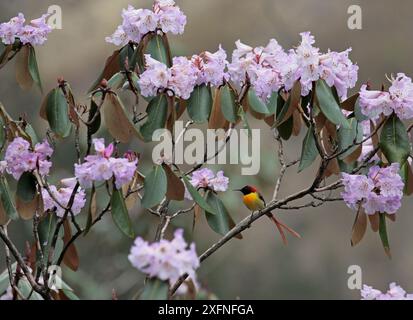 feuerschwanzsonnenvogel (Aethopyga ignicauda), männlich auf dem subalpinen Rhododendron-Busch, Central Himalaya, Mustang, Nepal, Mai Stockfoto