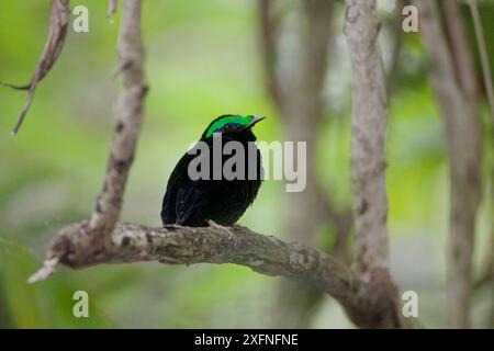 Samt Asity (Philepitta castanea) männlich, Regenwälder des UNESCO-Weltkulturerbes Atsinanana. Marojejy Nationalpark, Madagaskar, Dezember Stockfoto