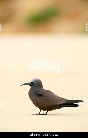 Brown Noddy (Anous stolidus) auf dem Boden, Blinky Beach, Lord Howe Island, Lord Howe Island Group UNESCO-Weltkulturerbe, New South Wales, Australien Stockfoto