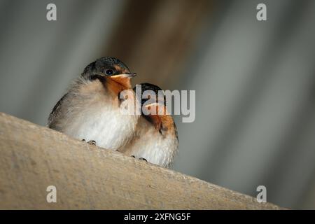 Willkommen Schwalben (Hirundo neoxena), Lord Howe Island, Lord Howe Island Group UNESCO-Weltkulturerbe, New South Wales, Australien, Oktober. Stockfoto