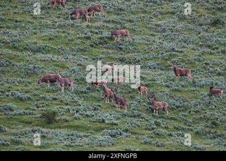 Weißlippenhirsch (Cervus albirostris) Sanjiangyuan National Nature Reserve, Qinghai Hoh XIL UNESCO-Weltkulturerbe, Qinghai-Tibet-Plateau, Qinghai Provinz, China. Stockfoto