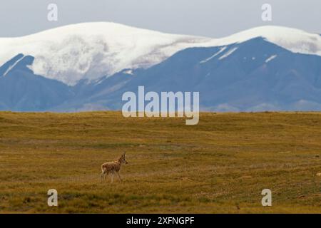 Tibetische Antilope / Chiru (Pantholops hodgsonii) Sanjiangyuan National Nature Reserve, Qinghai Hoh XIL UNESCO-Weltkulturerbe, Qinghai-Tibet Plateau, Qinghai Provinz, China. Stockfoto