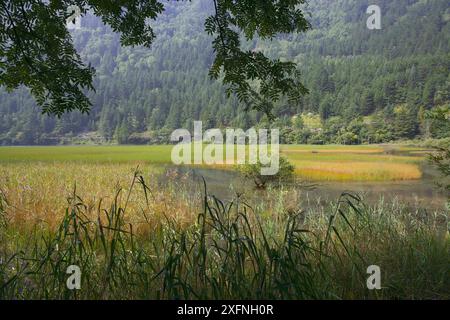 Schilfbeete im Jiuzhaigou National Nature Reserve, Jiuzhaigou Valley Scenic and Historic Interest Area UNESCO-Weltkulturerbe, Provinz Sichuan, China. Stockfoto