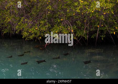 Pazifische Weißfleckenadlerrochen (Aetobatus laticeps) schwimmen in der Nähe von Mangroven an der Westküste von Isabela Island, Galapagos. Stockfoto