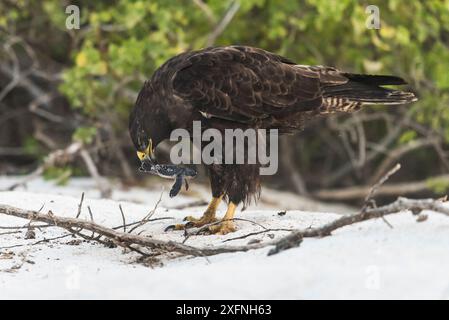 Galapagos-Falke (Buteo galapagoensis), der eine neu geschlüpfte grüne Meeresschildkröte (Chelonia mydas) am Strand von Espanola Island, Galapagos, fängt. Stockfoto