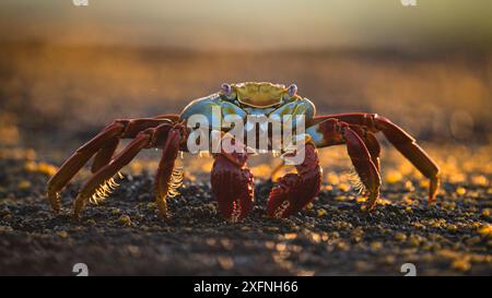 Sally lightfoot Crab (Grapsus grapsus) ernährt sich von Algen aus den Felsen, Fernandina Island, Galapagos. Stockfoto