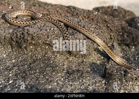 Galapagos-Rennschlange (Pseudalsophis biserialis) auf Felsen, Fernandina Island, Galapagos. Stockfoto