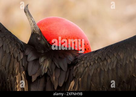 Herrliche Frigate (Fregata magnificens) Männliche anzeigen, rote Kehle Tasche aufgeblasen, North Seymour, Galapagos Insel. Stockfoto