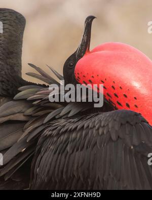 Herrliche Frigate (Fregata magnificens) Männliche anzeigen, rote Kehle Tasche aufgeblasen, North Seymour, Galapagos Insel. Stockfoto