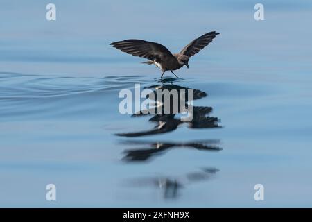 Elliots Sturmsturm (Oceanites gracilis) ernährt sich an der Oberfläche nahe der Westküste auf Isabela Island, Galapagos. Stockfoto