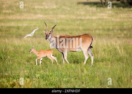 Eland (Taurotragus oryx) Mutter und Kalb, Rietvlei Nature Reserve, Provinz Gauteng, Südafrika. Stockfoto