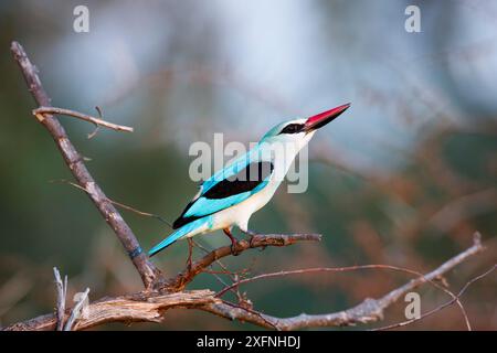 Woodland kingfisher (Halcyon senegalensis) Kruger-Nationalpark, Südafrika; Stockfoto