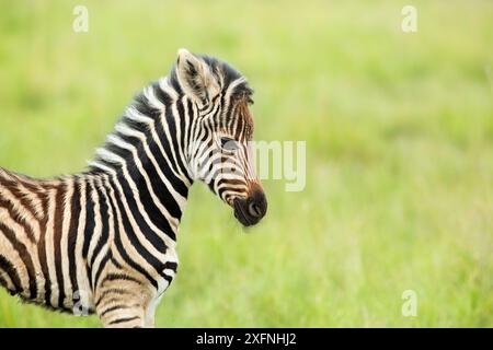 Burchell's Zebra (Equus quagga burchellii) Kalb, Rietvlei Nature Reserve, Provinz Gauteng, Südafrika Stockfoto