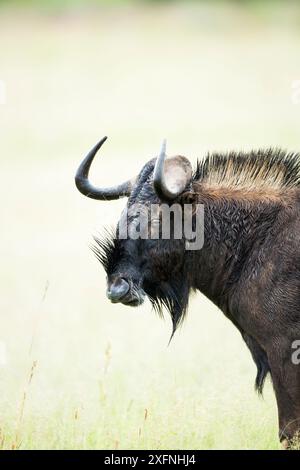 Schwarzes Gnus (Connochaetus gnou) Kopfprofil Porträt, Rietvlei Nature Reserve, Südafrika Stockfoto