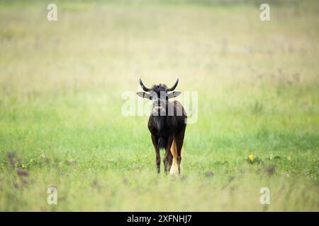 Schwarze Gnus (Connochaetus gnou) Rietvlei Nature Reserve, Südafrika Stockfoto