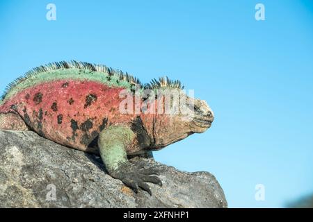 Marine iguana (Amblyrhynchus cristatus), männlich in voll zur Zucht Farben Insel Floreana, Galapagos. Stockfoto