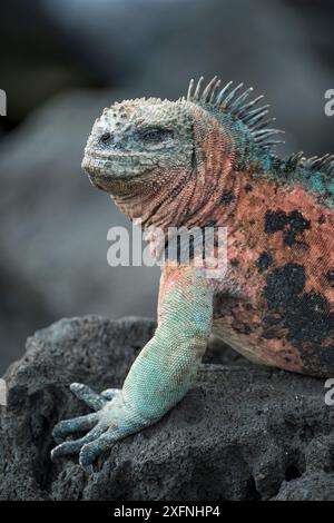 Marine iguana (Amblyrhynchus cristatus), männlich in voll zur Zucht Farben Insel Floreana, Galapagos. Stockfoto