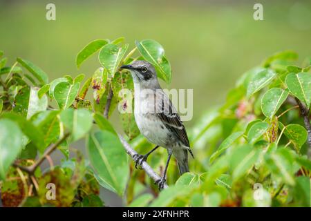 San Cristobal Spottvogel (Nesomimus melanotis), San Cristobal Island, Galapagos. Stockfoto