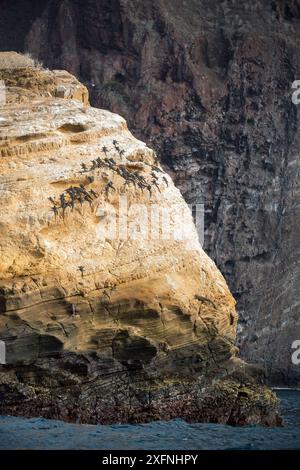 Meeresleguane (Amblyrhynchus cristatus) auf der Klippe, Punta Vicente Roca, Isabela Island, Galapagos. Stockfoto