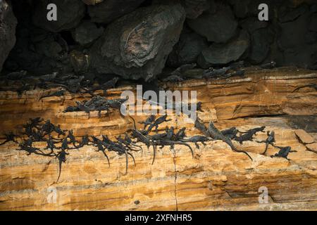 Meerleguan (Amblyrhynchus cristatus), Punta Vicente Roca, Isabela Island, Galapagos. Stockfoto