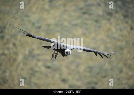 Andenkondor (Vultur gryphus) weiblich im Flug, Antisanilla Reserve, Ecuador Stockfoto