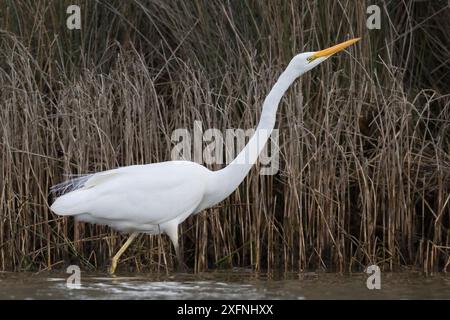 Großreiher oder Weißreiher (Ardea alba modesta), Angeln entlang des Bachrandes. Ashley River, Canterbury, Neuseeland. Juli. Stockfoto
