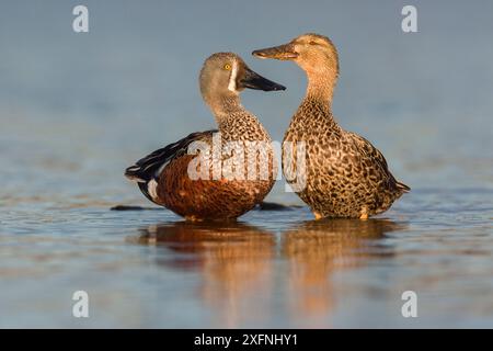 Männliche und weibliche Australasische Schaufel (Anas rhynchotis), die auf untergetauchtem Baumstamm im flachen Wasser thront. Ashley River, Canterbury, Neuseeland. Juli. Stockfoto