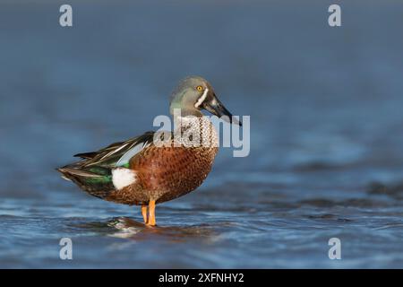 Männlicher australasischer Schaufel (Anas rhynchotis), der auf Felsen im flachen Wasser thront. Ashley River, Canterbury, Neuseeland. Juli. Stockfoto