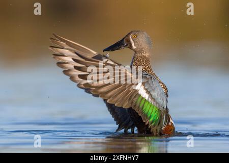 Männliche australasische Schaufel (Anas rhynchotis), die in flachem Wasser sitzt und die Flügel flattert/trocknet. Ashley River, Canterbury, Neuseeland. Juli. Stockfoto