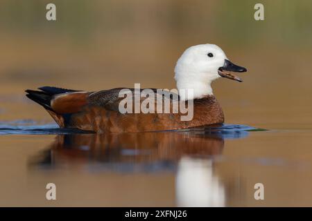 Paradies-Schutzente (Tadorna variegata) weiblich im Wasser, ruft. Canterbury, Neuseeland, Juli. Endemische Arten. Stockfoto