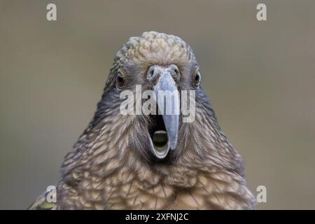 Erwachsener Kea (Nestor notabilis) ruft, Kopf auf Blick, Nahaufnahme Porträt. Arthur's Pass Nationalpark, Neuseeland, Juli. Gefährdete Arten. Gefährdete Arten. Stockfoto