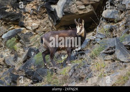 Buck/männliche Chamois (Rupicapra rupicapra) stehend/füttert auf steilem felsigem Hang, mit Blick bergab. Canterbury, Neuseeland. Mai. Stockfoto