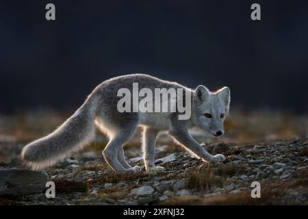 Polarfuchs (Alopex / Vulpes lagopus) im letzten Licht des Tages hinterleuchtet. Dovrefjell-Nationalpark, Norwegen, September. Stockfoto