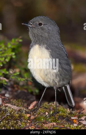 Südinsel robin (Petroica australis australis) auf Waldboden. Lewis Pass, Südinsel, Neuseeland. Stockfoto