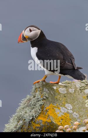 Atlantischer Papageientaucher (Fratercula arctica), der auf Flechtengestein thront. Fair Island, Shetland Islands, Schottland, Juli. Stockfoto