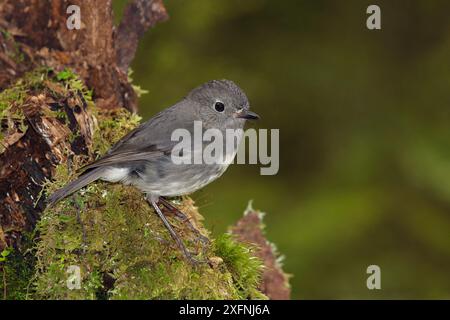 Südinsel-Robin (Petroica australis australis) auf Baumstümpfen. Lake Rotoroa, Nelson Lakes, Neuseeland. Stockfoto